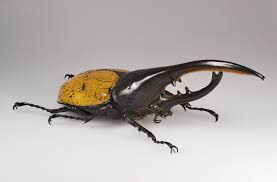 Hercules beetle - Wikipedia