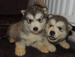 Place a free ad today! 8 Beautiful Alaskan Malamute Puppies For Sale Braunton Devon Pets4homes