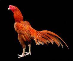 6 logo ayam youtube 19 11 2008 nama nama ules warna ayam aduan duration 1 53 hiburan 44 207 views cara desain logo komunitas keren dengan photoshop inilah misteri unik dibalik gambar. Ayam Ayam Kapas Ayam Jantan