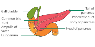 Image result for pancreas)