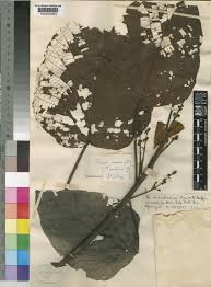 Image result for Macaranga capensis