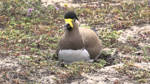 Bird dies on camera never before seen footage (crazy). Titehri Ke Ande Red Wattled Lapwing Eggs On The Ground By Wildfilmsindia