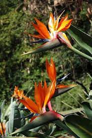 Ya Es Otoa O En El Hemisferio Norte Y Podemos Cultivar Las Siguientes Flores Flores Aves Del Paraiso Ave Del Paraiso Flor Del Paraiso