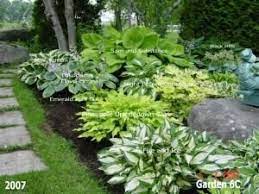 Are voles damaging your garden? Beautiful Hosta Garden Lots Of Photos With Names Of The Plants On Them By Lakisha Hosta Gardens Plants Shade Plants