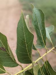 Image result for Combretum collinum