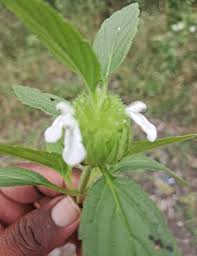 Image result for Leucas capensis