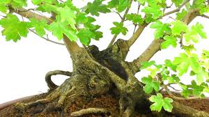 Another large chinese quince with great nebari. Phenomenal Multi Trunk English Maple Specimen Bonsai Youtube