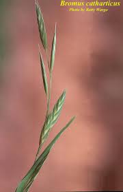 Image result for Bromus catharticus