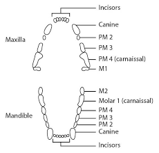 dental anatomy physiology treatment overview from