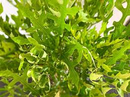 Image result for Cussonia corbisieri