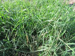 Image result for Cynodon nlemfuensis