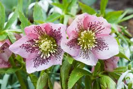 Die Lenzrose Ist Ein Fruhbluher Der Auch Unter Dem Namen Orientalische Nieswurz Bekannt Ist Er Steht Am Liebsten Im Halbschatten Nieswurz Lenzrose Pflanzen