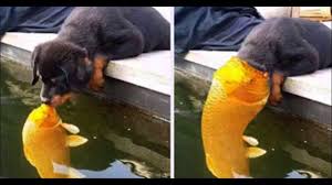 Funniest Animals 2019 Funny And Cute Animal Videos Compilation 2019 Try Not To Laugh 2019 Youtube Cute Animal Videos Funny Cats And Dogs Cute Animals