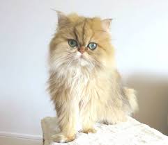 160 Best Names For Long Haired Cats The Paws Long Haired Cats Cats Baby Animals Pictures