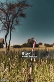 Image result for Hermbstaedtia fleckii