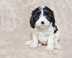 Why are puppies so expensive? All You Need To Know About The Adorable Cavachon Animalso