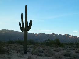 Check spelling or type a new query. Cactus Desert West Western Nature Desert Landscape Arizona Desert Sunset Dry Cacti Pxfuel
