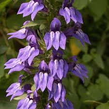 Image result for lobelia