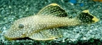 Greek barys heavy greek agkistron hook essentially heavy ancistrus. My Gold Nugget Pleco Died Aquariacentral Com