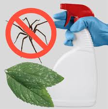 How do i identify a poisonous spider? 8 Natural Spider Repellents To Get Rid Of Them In Your House Garden Pest Wiki