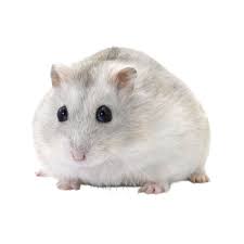 Is one of thousands of american greetings cards you can personalize, share, and send to your friends and family. Female Winter White Hamster For Sale Live Small Pets Petsmart