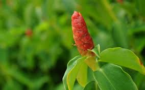 Image result for Costus