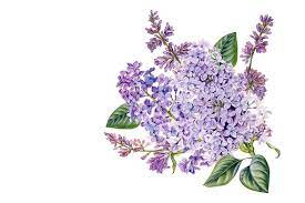 Lilac Lilac Background Flower Drawing Lilac