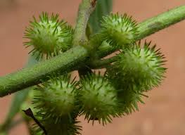 Image result for Triumfetta trichocarpa