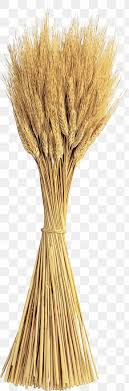 Wheat Cartoon Png 1258x698px Whole Grain Gluten Grass Grass Family Grasses Download Free Available for download and commercial use. favpng com