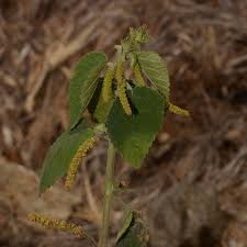 Image result for Acalypha ambigua
