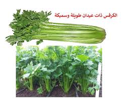 أوجه الفرق بين الكزبرة والبقدونس والكرفس والشرح بالصور دايت كلينيك