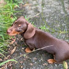 Image result for jezevčík hladkosrstý