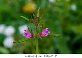 Image result for Misopates