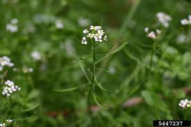 Image result for Nasturtium microphyllum