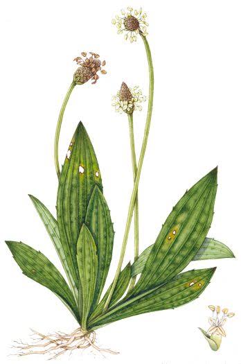 Ribwort plantain Plantago lanceolata - Lizzie Harper