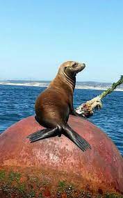 Sea Lion Monterey Ca Sea Lions Earflaps Long Hairless Foreflippers Hindflippers Rotate Underneath To Allow Them To Marine Animals Sea Animals Sea Mammal