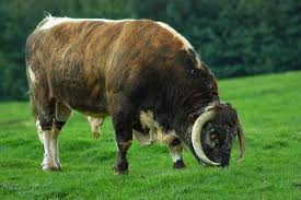 Taureau Wikipedia