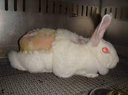 Answers To Common Arguments For Animal Testing Peta