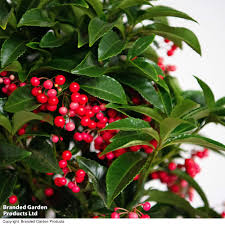 Image result for Ardisia staudtii