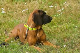 Image result for anglický barvář