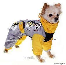 http cs624826 vk me v624826133 15059 i8kvgtrgwvk jpg svitera dlya sobak malenkie sobaki tovary dlya zhivotnyh