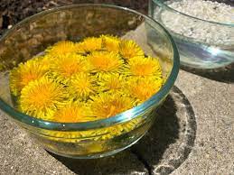 5 ways to use dandelion infused oil. Dandelion Flower Essence Mayernik Kitchen