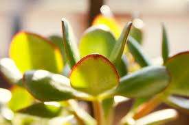 Money Tree Plant Non Toxic To Cats Money Tree Plant Trees To Plant Plant Care Houseplant