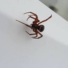 Vinegar will eventually kill a plant as it is slightly acidic. Woman Finds Two Venomous False Widow Spiders At Her Home In Cornwall Cornwall Live