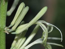 Image result for Napoleonaea septentrionalis