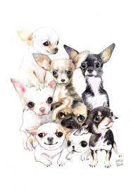 Dibujo De Chiguagua Sofia Martinez Watercolor Illustration With Bunch Of Cute Small Chihuahua Dogs Chihuahua Drawing Chihuahua Art Cute Chihuahua