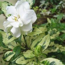 Pokok bunga kesidang adalah jenis renek yang menjalar dan perlu disokong dengan ceracak kayu atau pergola. Pokok Bunga Cina Gardenia Wangi Shopee Malaysia