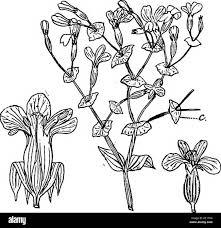 Image result for Canscora diffusa