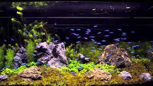 100 Cardinal Tetra In An Aquascaping Tank Tetra Fish Neon Tetra Neon Tetra Fish
