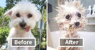Mashupzone 11.470.356 views4 year ago. 89 Funny Dog Pics Before And After A Bath Bored Panda